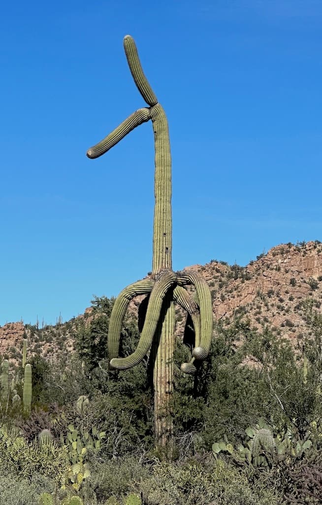 Party Cactus